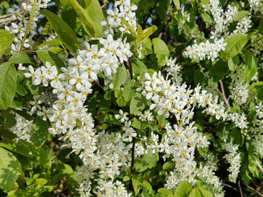 Prunus padus - (Traubenkirsche),